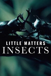 Little Matters: Insects